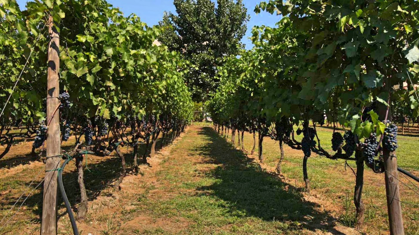 Read more about the article Στο παγκόσμιο δίκτυο πόλεων με αστικούς αμπελώνες η Θεσσαλονίκη